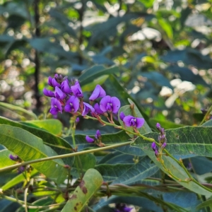 Hardenbergia violacea at Monga, NSW - 1 Sep 2024 10:24 AM