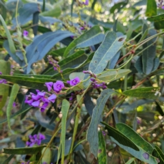 Hardenbergia violacea at Monga, NSW - 1 Sep 2024