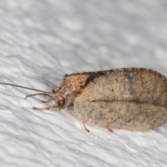 Drepanacra binocula (Notched brown lacewing) at Melba, ACT - 31 Aug 2024 by kasiaaus