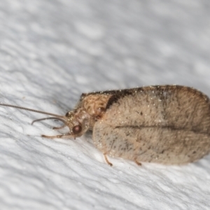 Drepanacra binocula at Melba, ACT - 31 Aug 2024