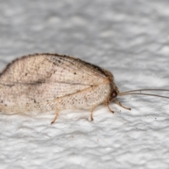 Drepanacra binocula at Melba, ACT - 31 Aug 2024