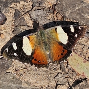 Vanessa itea at Monga, NSW - 1 Sep 2024