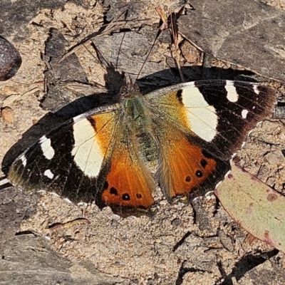 Vanessa itea (Yellow Admiral) at Monga, NSW - 1 Sep 2024 by MatthewFrawley