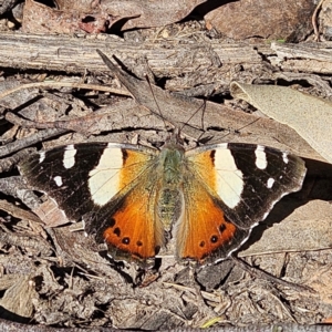 Vanessa itea at Monga, NSW - 1 Sep 2024