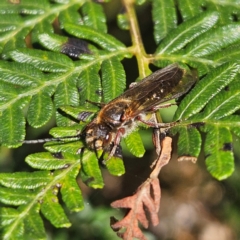 Tiphiidae (family) (Unidentified Smooth flower wasp) at Monga, NSW - 1 Sep 2024 by MatthewFrawley