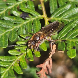 Tiphiidae (family) at Monga, NSW - 1 Sep 2024