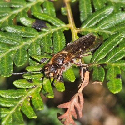 Tiphiidae (family) (Unidentified Smooth flower wasp) at Monga, NSW - 1 Sep 2024 by MatthewFrawley