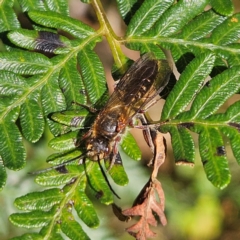 Tiphiidae (family) at Monga, NSW - 1 Sep 2024