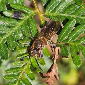 Tiphiidae (family) at Monga, NSW - 1 Sep 2024