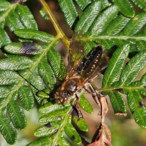 Tiphiidae (family) at Monga, NSW - 1 Sep 2024