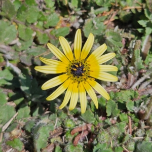 Arctotheca calendula at Braidwood, NSW - 1 Sep 2024