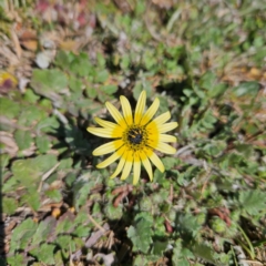 Arctotheca calendula at Braidwood, NSW - 1 Sep 2024 11:30 AM