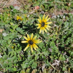 Arctotheca calendula at Braidwood, NSW - 1 Sep 2024 11:30 AM