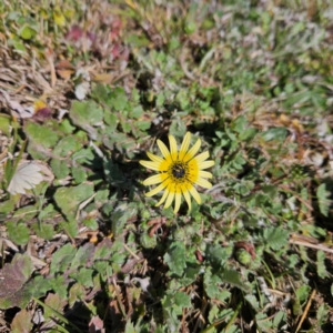 Arctotheca calendula at Braidwood, NSW - 1 Sep 2024