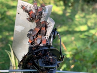 Oncopeltus (Oncopeltus) sordidus (Milk vine bug) at Jamberoo, NSW - 1 Sep 2024 by Smithsay