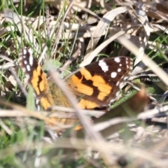 Vanessa kershawi (Australian Painted Lady) at Whitlam, ACT - 1 Sep 2024 by JimL