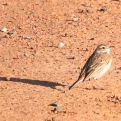 Anthus australis (Australian Pipit) at Namarag NR - 31 Aug 2024 by JimL