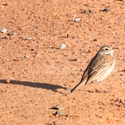 Anthus australis (Australian Pipit) at Namarag NR - 31 Aug 2024 by JimL