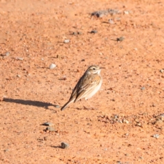 Anthus australis at Whitlam, ACT - 1 Sep 2024 08:37 AM