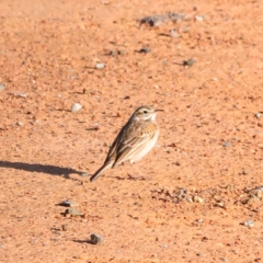 Anthus australis at Whitlam, ACT - 1 Sep 2024 08:37 AM