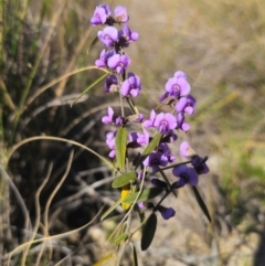 Hovea heterophylla (Common Hovea) at Captains Flat, NSW - 1 Sep 2024 by Csteele4