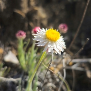 Leucochrysum albicans subsp. tricolor at Captains Flat, NSW - suppressed