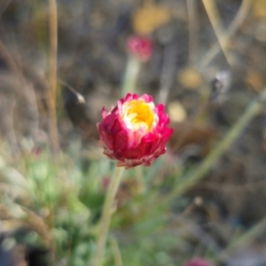 Leucochrysum albicans subsp. tricolor at Captains Flat, NSW - suppressed