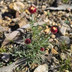 Leucochrysum albicans subsp. tricolor at Captains Flat, NSW - suppressed