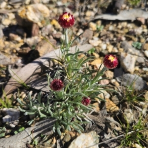 Leucochrysum albicans subsp. tricolor at Captains Flat, NSW - suppressed