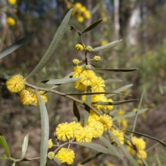 Acacia verniciflua (Varnish Wattle) at Cowra, NSW - 29 Aug 2024 by RobG1