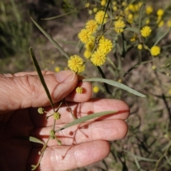 Acacia verniciflua at Cowra, NSW - 29 Aug 2024