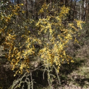 Acacia verniciflua at Cowra, NSW - 29 Aug 2024 10:35 AM