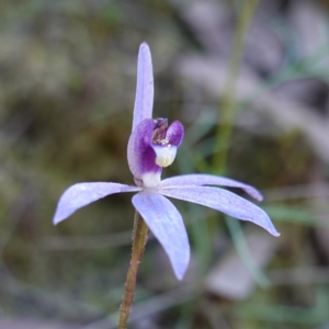 Cyanicula caerulea at Cowra, NSW - suppressed