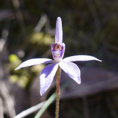 Cyanicula caerulea at Cowra, NSW - suppressed