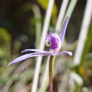 Cyanicula caerulea at Cowra, NSW - suppressed