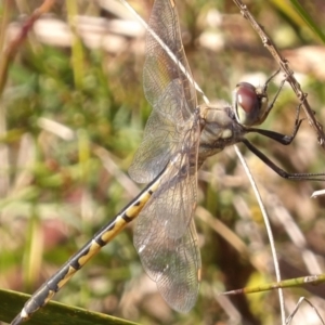 Hemicordulia tau at Monga, NSW - 1 Sep 2024 09:59 AM