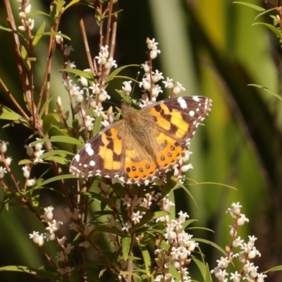 Vanessa kershawi (Australian Painted Lady) at Monga, NSW - 1 Sep 2024 by MatthewFrawley