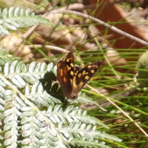 Argynnina cyrila at Monga, NSW - 1 Sep 2024