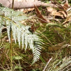 Argynnina cyrila at Monga, NSW - 1 Sep 2024