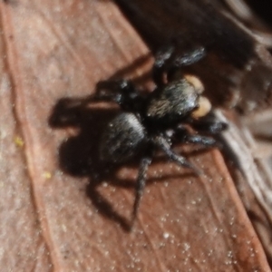 Salticidae sp. 'Golden palps' at Hall, ACT - 1 Sep 2024