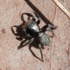 Salticidae sp. 'Golden palps' at Hall, ACT - 1 Sep 2024