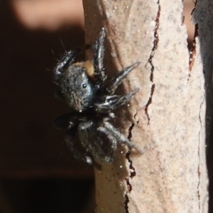 Salticidae sp. 'Golden palps' at Hall, ACT - 1 Sep 2024