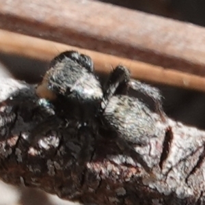 Salticidae sp. 'Golden palps' at Hall, ACT - 1 Sep 2024