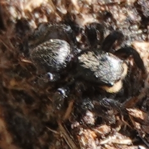 Salticidae sp. 'Golden palps' at Hall, ACT - 1 Sep 2024