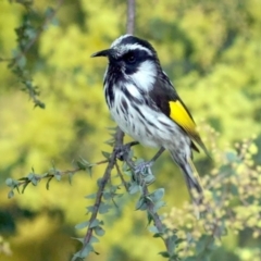 Phylidonyris niger X novaehollandiae (Hybrid) (White-cheeked X New Holland Honeyeater (Hybrid)) at Fyshwick, ACT - 31 Aug 2024 by SharynW