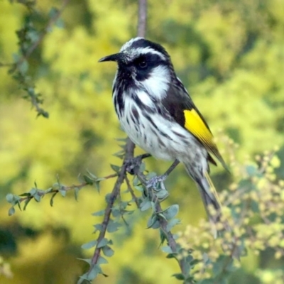 Phylidonyris niger X novaehollandiae (Hybrid) (White-cheeked X New Holland Honeyeater (Hybrid)) at Fyshwick, ACT - 31 Aug 2024 by SharynW