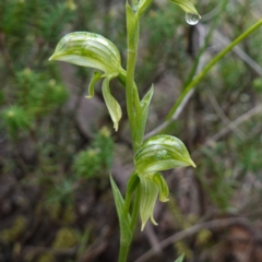 Pterostylis stenosepala (Narrow-Sepalled Greenhood) at Cowra, NSW - 17 Jul 2024 by RobG1