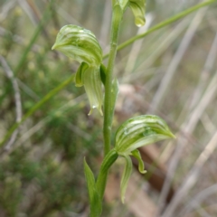 Pterostylis stenosepala at Cowra, NSW - suppressed