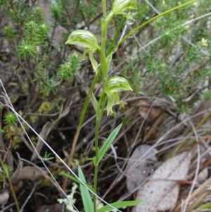 Pterostylis stenosepala at Cowra, NSW - suppressed