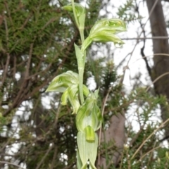 Pterostylis stenosepala at Cowra, NSW - 17 Jul 2024